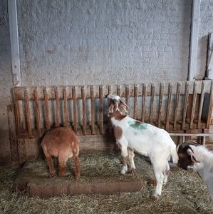 Meet your Posher, Solano